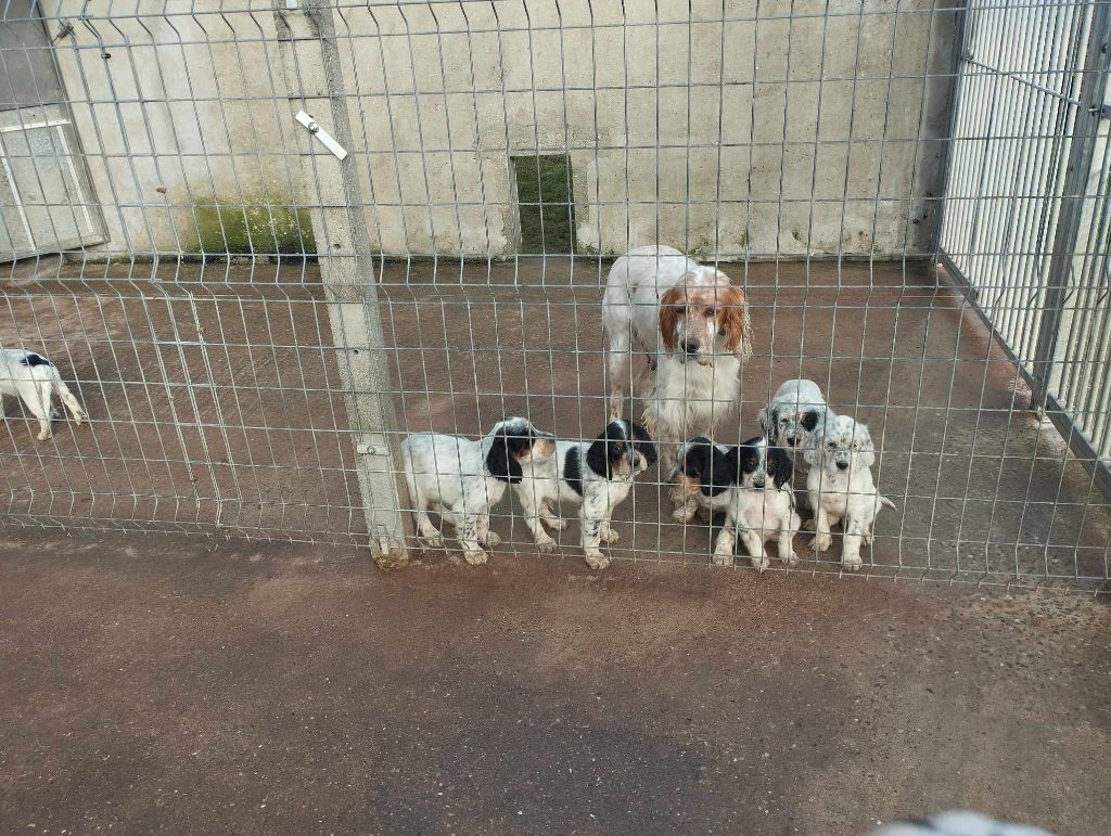 BON VENT AUX CHIOTS DE STACY ET PINOT